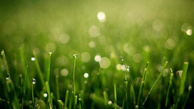 荷兰人发明便携植物背包：为你随时带来新鲜空气