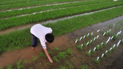 中国特色的转基因纷争何以可能？