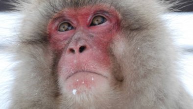 monkey