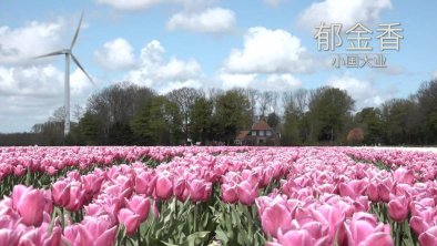 小国大业—郁金香